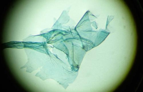 Réf. 245 510 : Cadra figulilella